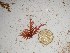  (Euptilocladia sp. 1WA - GWS025144)  @11 [ ] Unspecified (default): All Rights Reserved  Unspecified Unspecified