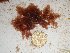  (Spyridia sp. 1WA - GWS025191)  @11 [ ] Unspecified (default): All Rights Reserved  Unspecified Unspecified