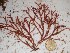  (Echinothamnion sp - GWS025238)  @11 [ ] Unspecified (default): All Rights Reserved  Unspecified Unspecified