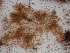  (Spyridia filamentosa - GWS025503)  @11 [ ] Unspecified (default): All Rights Reserved  Unspecified Unspecified
