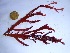  (Gracilaria halogenea - GWS032597)  @11 [ ] Unspecified (default): All Rights Reserved  Unspecified Unspecified