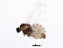  (Asteromyia euthamiae - BIOUG02897-G11)  @14 [ ] CreativeCommons - Attribution (2013) CBG Photography Group Centre for Biodiversity Genomics
