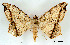 ( - USNM ENT 00642843)  @14 [ ] Unspecified (default): All Rights Reserved  Unspecified Unspecified