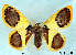  (Plutodes ceramensis - USNM ENT 00642845)  @14 [ ] Unspecified (default): All Rights Reserved  Unspecified Unspecified