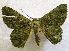  (Aeolochroma perfulvata - USNM ENT 00649712)  @14 [ ] Unspecified (default): All Rights Reserved  Unspecified Unspecified
