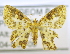  (Pseudopolynesia - USNM ENT 00720964)  @14 [ ] Unspecified (default): All Rights Reserved  Unspecified Unspecified