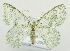  (Eucyclodes - USNM ENT 00722142)  @15 [ ] Unspecified (default): All Rights Reserved  Unspecified Unspecified