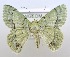 (Epipristis - USNM ENT 00729170)  @15 [ ] Unspecified (default): All Rights Reserved  Unspecified Unspecified