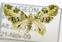  (Tripteridia albimixta - USNM ENT 00729840)  @12 [ ] Unspecified (default): All Rights Reserved  Unspecified Unspecified