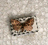 (Sterrhochaeta lineola - USNM ENT 00720842)  @12 [ ] Unspecified (default): All Rights Reserved  Unspecified Unspecified