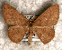  (Cyclophora sp - USNM ENT 00722029)  @14 [ ] Unspecified (default): All Rights Reserved  Unspecified Unspecified
