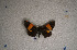  ( - USNM ENT 00722070)  @12 [ ] Unspecified (default): All Rights Reserved  Unspecified Unspecified
