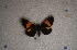  ( - USNM ENT 00722074)  @12 [ ] Unspecified (default): All Rights Reserved  Unspecified Unspecified