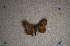  ( - USNM ENT 00722188)  @12 [ ] Unspecified (default): All Rights Reserved  Unspecified Unspecified