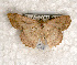  ( - USNM ENT 00722338)  @13 [ ] Unspecified (default): All Rights Reserved  Unspecified Unspecified