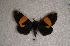  ( - USNM ENT 00722482)  @12 [ ] Unspecified (default): All Rights Reserved  Unspecified Unspecified