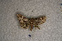  ( - USNM ENT 00722494)  @12 [ ] Unspecified (default): All Rights Reserved  Unspecified Unspecified