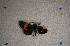  ( - USNM ENT 00722540)  @12 [ ] Unspecified (default): All Rights Reserved  Unspecified Unspecified