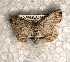  ( - USNM ENT 00722937)  @12 [ ] Unspecified (default): All Rights Reserved  Unspecified Unspecified