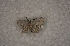  ( - USNM ENT 00729013)  @12 [ ] Unspecified (default): All Rights Reserved  Unspecified Unspecified