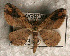  ( - USNM ENT 00729404)  @12 [ ] Unspecified (default): All Rights Reserved  Unspecified Unspecified