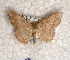  ( - USNM ENT 00729504)  @13 [ ] Unspecified (default): All Rights Reserved  Unspecified Unspecified