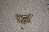 ( - USNM ENT 00729522)  @12 [ ] Unspecified (default): All Rights Reserved  Unspecified Unspecified