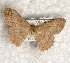  ( - USNM ENT 00729563)  @13 [ ] Unspecified (default): All Rights Reserved  Unspecified Unspecified