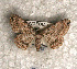  (Cleora compectinata - USNM ENT 00729580)  @13 [ ] Unspecified (default): All Rights Reserved  Unspecified Unspecified