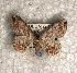  ( - USNM ENT 00729627)  @12 [ ] Unspecified (default): All Rights Reserved  Unspecified Unspecified