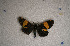  ( - USNM ENT 00729649)  @12 [ ] Unspecified (default): All Rights Reserved  Unspecified Unspecified