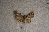  ( - USNM ENT 00729678)  @12 [ ] Unspecified (default): All Rights Reserved  Unspecified Unspecified
