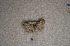  ( - USNM ENT 00729708)  @12 [ ] Unspecified (default): All Rights Reserved  Unspecified Unspecified