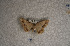  ( - USNM ENT 00729825)  @13 [ ] Unspecified (default): All Rights Reserved  Unspecified Unspecified