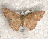  ( - USNM ENT 00729943)  @13 [ ] Unspecified (default): All Rights Reserved  Unspecified Unspecified