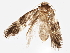  ( - BIOUG02834-E03)  @13 [ ] CreativeCommons - Attribution (2013) CBG Photography Group Centre for Biodiversity Genomics