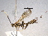 (Spilopteron franclemonti - BIOUG02940-B02)  @14 [ ] CreativeCommons - Attribution (2012) CBG Photography Group Centre for Biodiversity Genomics