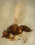  (Nocticanace - PAL-0300)  @11 [ ] No Rights Reserved (2019) Unspecified UCSB