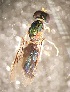  (Cephalochrysa maxima - PAL-0306)  @11 [ ] No Rights Reserved (2019) Unspecified UCSB