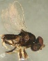  (Gaurax bicoloripes - PAL-0316)  @11 [ ] No Rights Reserved (2019) Unspecified UCSB