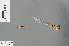  (Papuagrion spec - RMNH.INS.500514)  @13 [ ] CreativeCommons - Attribution Non-Commercial Share-Alike (2013) Unspecified Naturalis Biodiversity Center