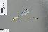  (Papuagrion prothoracale - RMNH.INS.500522)  @13 [ ] CreativeCommons - Attribution Non-Commercial Share-Alike (2013) Unspecified Naturalis Biodiversity Center