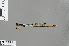  (Papuagrion marijanmatoki - RMNH.INS.502057)  @13 [ ] CreativeCommons - Attribution Non-Commercial Share-Alike (2013) Unspecified Naturalis Biodiversity Center