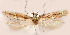  (Scrobipalpa corsicamontes - TLMF Lep 28230)  @11 [ ] CreativeCommons - Attribution Non-Commercial Share-Alike (2020) Peter Huemer Tiroler Landesmuseum