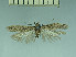  (Scrobipalpa punctulata - TLMF Lep 28299)  @11 [ ] CreativeCommons - Attribution Non-Commercial Share-Alike (2020) Oleksiy Bidzilya Institute for the Evolutionary Ecology NAS Ukraie