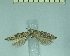  (Scrobipalpa sp. OB4 - TLMF Lep 28315)  @11 [ ] CreativeCommons - Attribution Non-Commercial Share-Alike (2020) Oleksiy Bidzilya Institute for the Evolutionary Ecology NAS Ukraie
