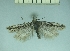  (Scrobipalpa mixta - TLMF Lep 28323)  @11 [ ] CreativeCommons - Attribution Non-Commercial Share-Alike (2020) Oleksiy Bidzilya Institute for the Evolutionary Ecology NAS Ukraie