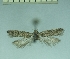  ( - TLMF Lep 28326)  @11 [ ] CreativeCommons - Attribution Non-Commercial Share-Alike (2020) Oleksiy Bidzilya Institute for the Evolutionary Ecology NAS Ukraie