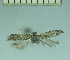  ( - TLMF Lep 28330)  @11 [ ] CreativeCommons - Attribution Non-Commercial Share-Alike (2020) Oleksiy Bidzilya Institute for the Evolutionary Ecology NAS Ukraie