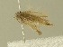  (Scrobipalpa acuta - TLMF Lep 28350)  @11 [ ] CreativeCommons - Attribution Non-Commercial Share-Alike (2020) Oleksiy Bidzilya Institute for the Evolutionary Ecology NAS Ukraie